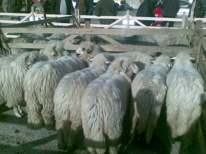 11112012(017) - expo ovine Somcuta Mare 11 11 2012