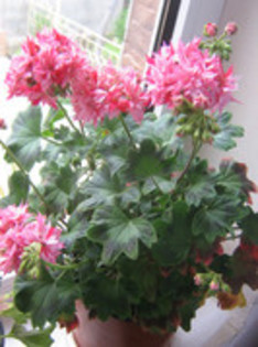 Richard Hodgson muscata