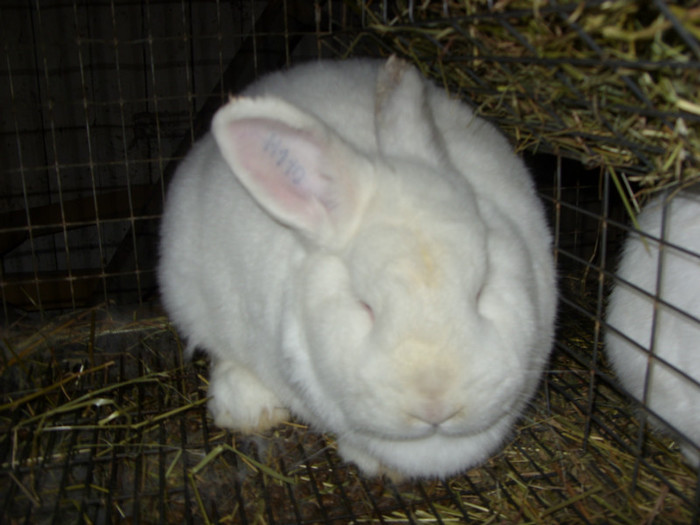 din ungaria - a  matca neozeelandez alb