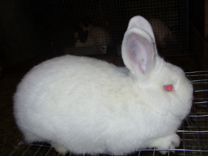 pui de la femela nr1