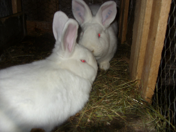 pui de la femela nr4