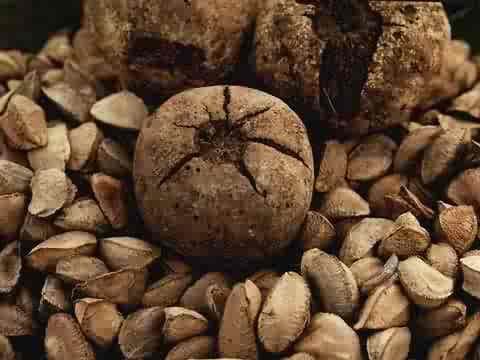 Bertholletia_excelsa - 1-de vanzare 2019-2020- SEMINTE TROPICALE RARE