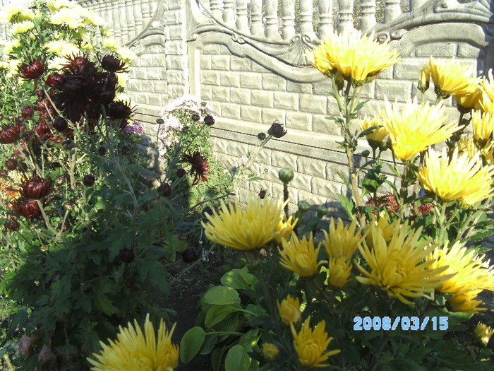 SANY0550 - flori de toamna