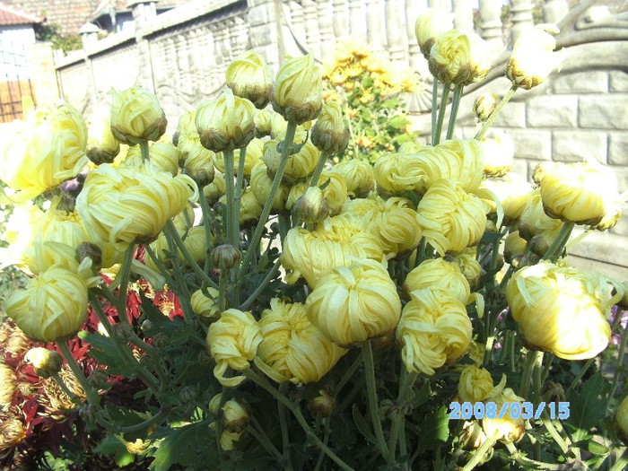 SANY0551 - flori de toamna