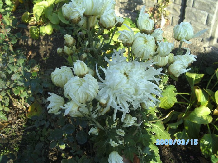 SANY0553 - flori de toamna