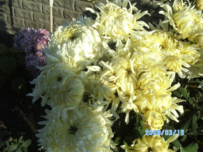 SANY0554 - flori de toamna