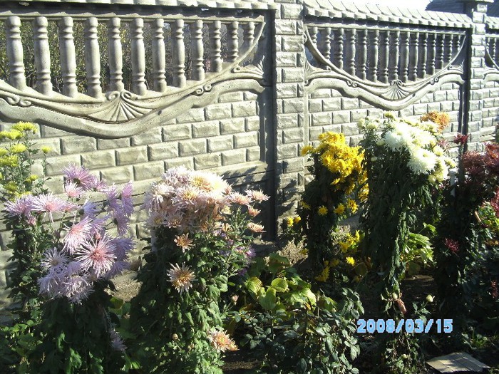 SANY0557 - flori de toamna