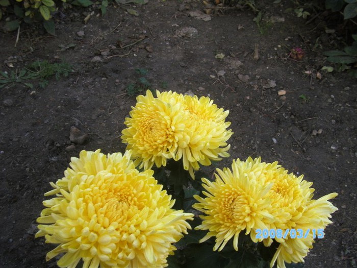 SANY0561 - flori de toamna