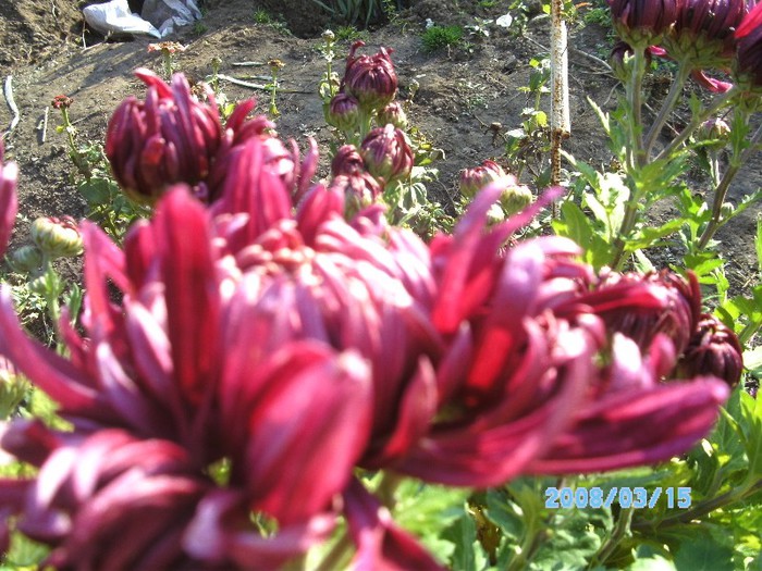 SANY0576 - flori de toamna