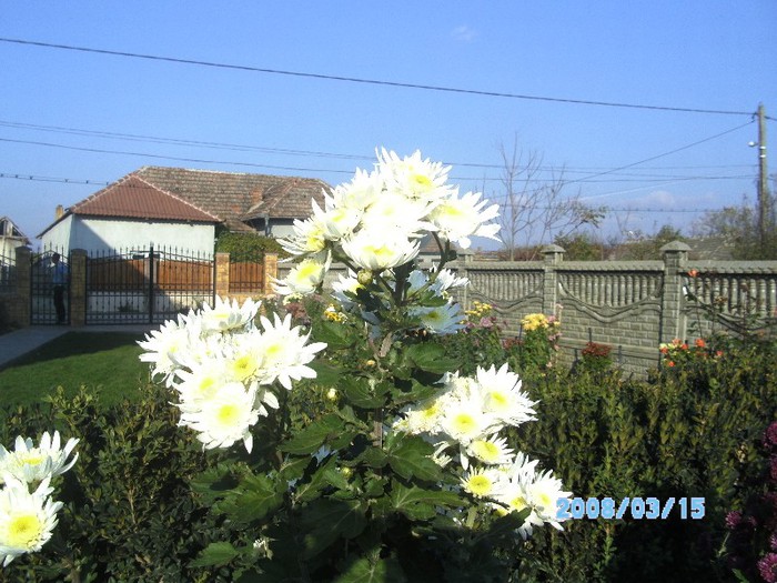 SANY0536 - flori de toamna