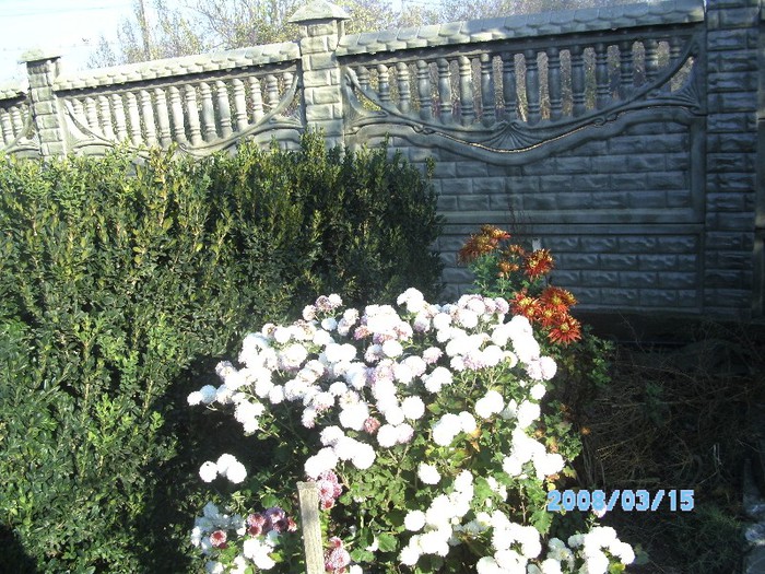 SANY0540 - flori de toamna
