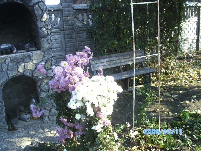 SANY0541 - flori de toamna
