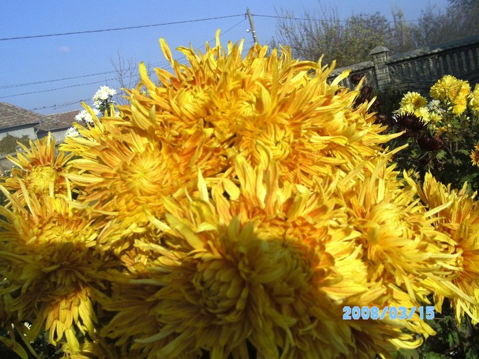 SANY0543 - flori de toamna