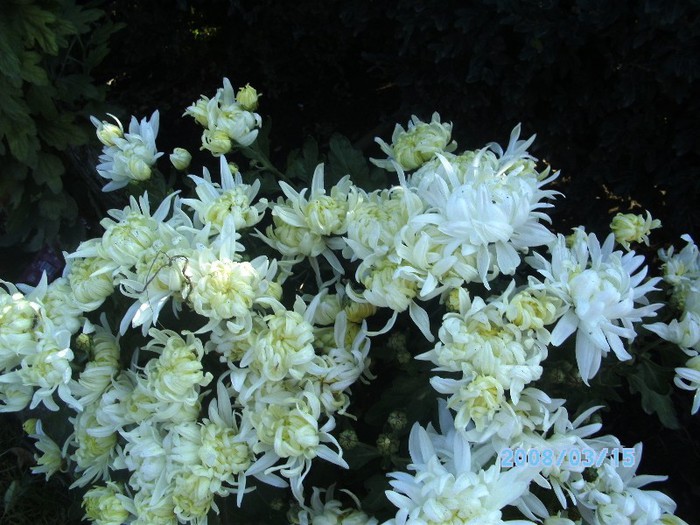 SANY0545 - flori de toamna
