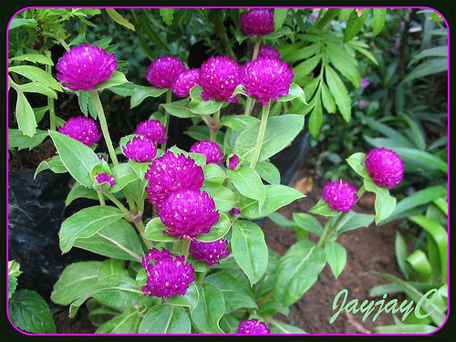 gomphrena globosa - 1-de vanzare 2019-2020- SEMINTE TROPICALE RARE