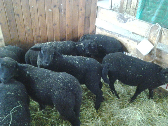 metisi -cap negru cu jura - 6-animalele de casa- hazi alatok