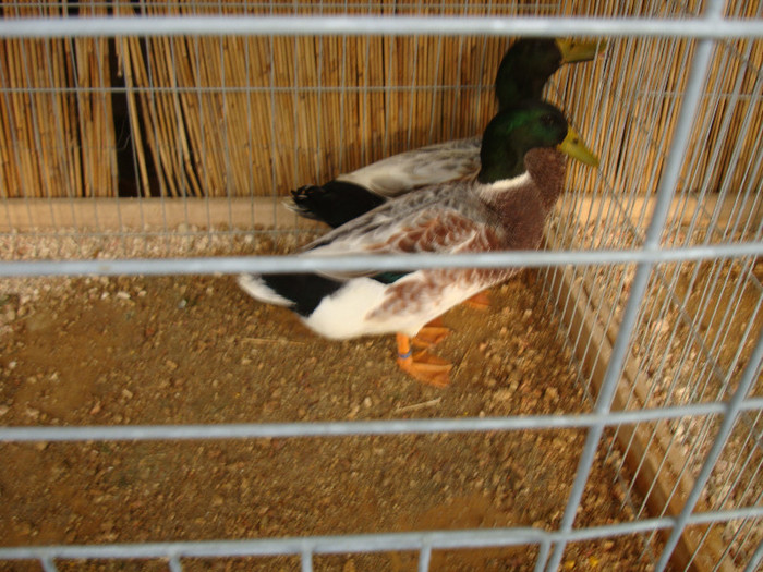 DSC05800