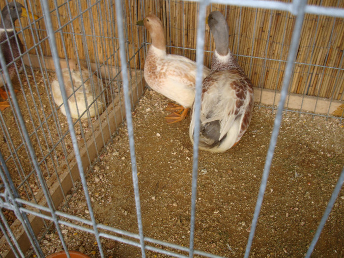 DSC05803