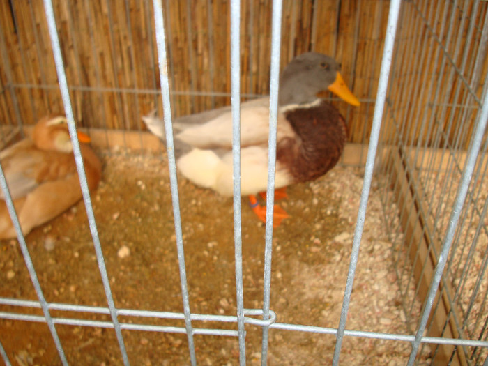 DSC05815