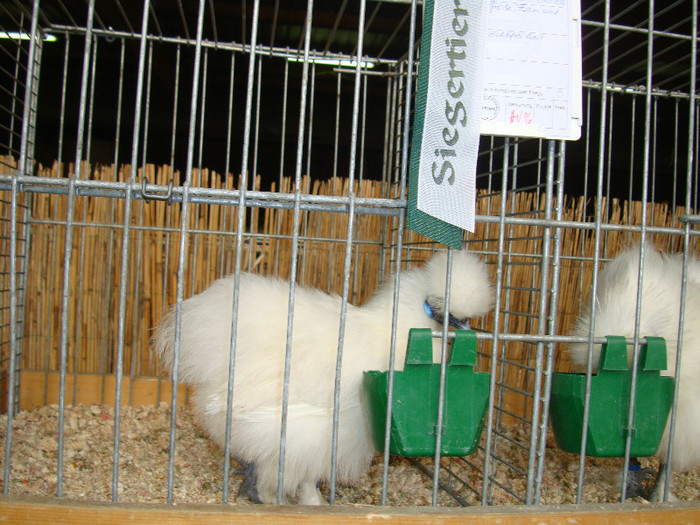 DSC05817