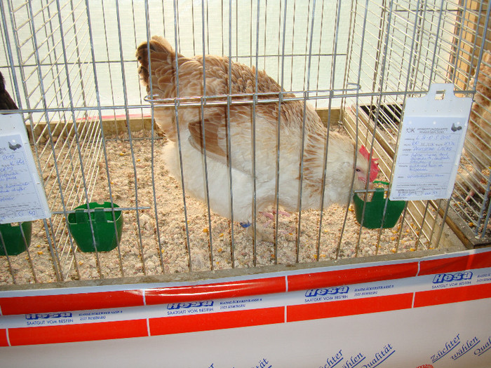 DSC05838