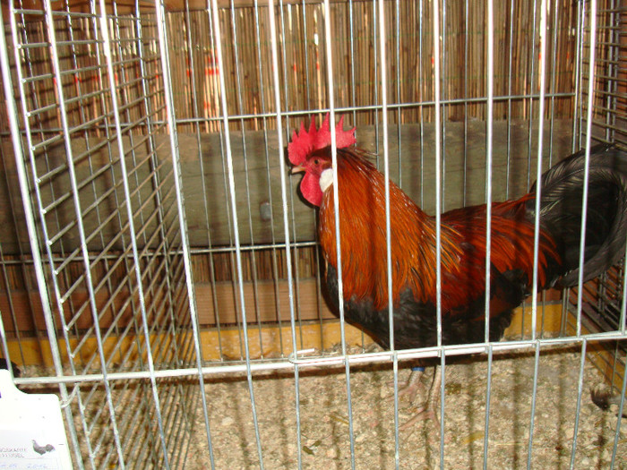 DSC05865