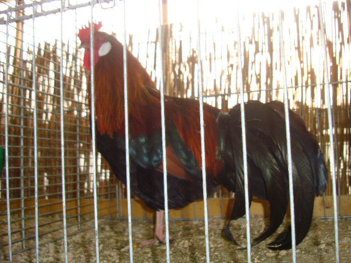 DSC05866