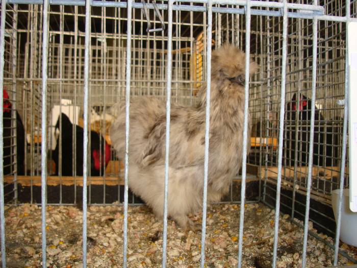 DSC05867