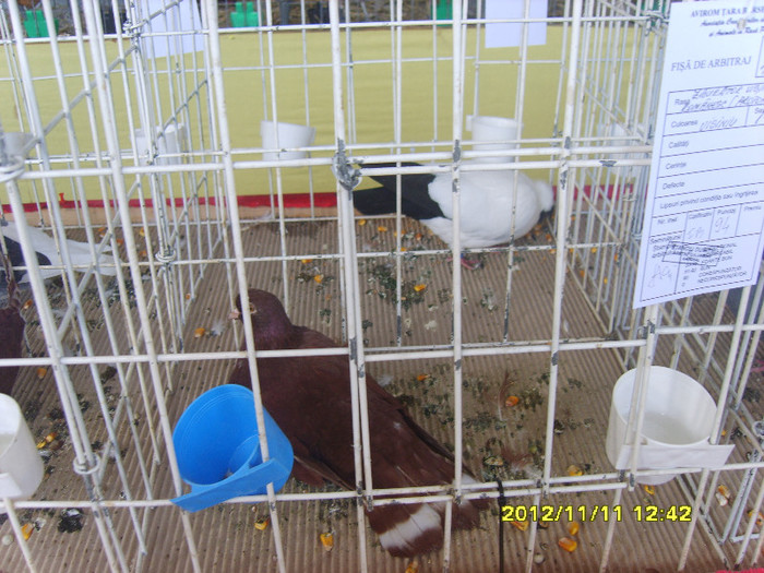 S8304236 - PORUMBEI