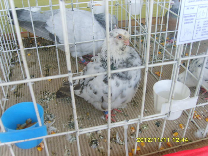 S8304254 - PORUMBEI