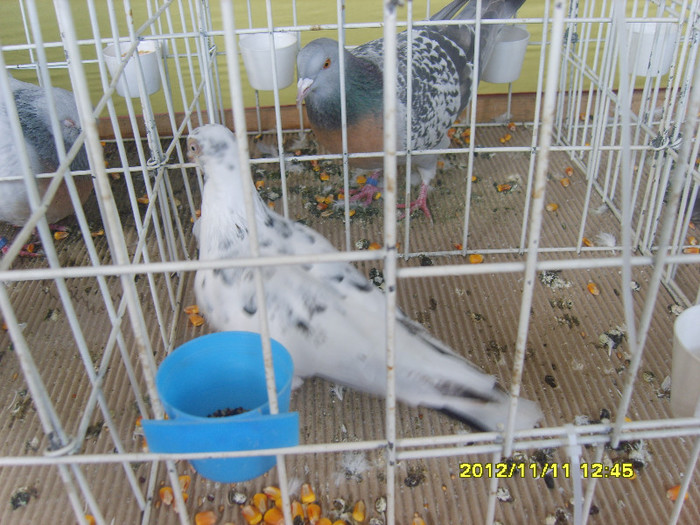S8304255 - PORUMBEI