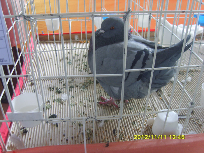 S8304260 - PORUMBEI
