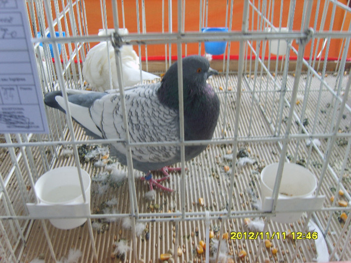 S8304263 - PORUMBEI