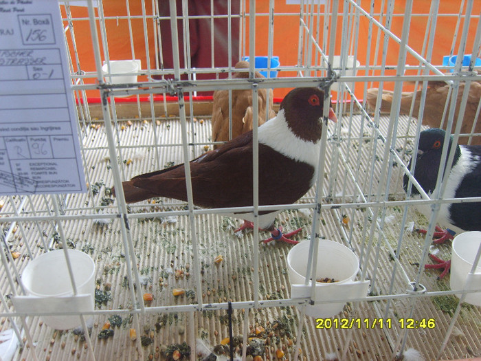 S8304264 - PORUMBEI
