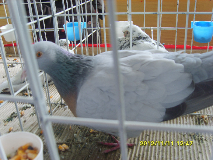S8304268 - PORUMBEI