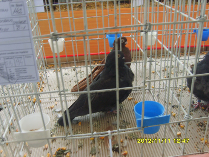 S8304271 - PORUMBEI