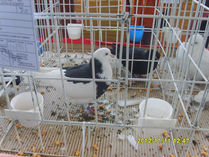 S8304274 - PORUMBEI