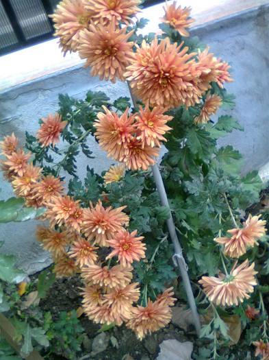 Fotografie1352 - Crizanteme-tufanici