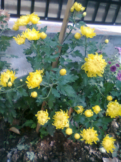 Fotografie1354 - Crizanteme-tufanici