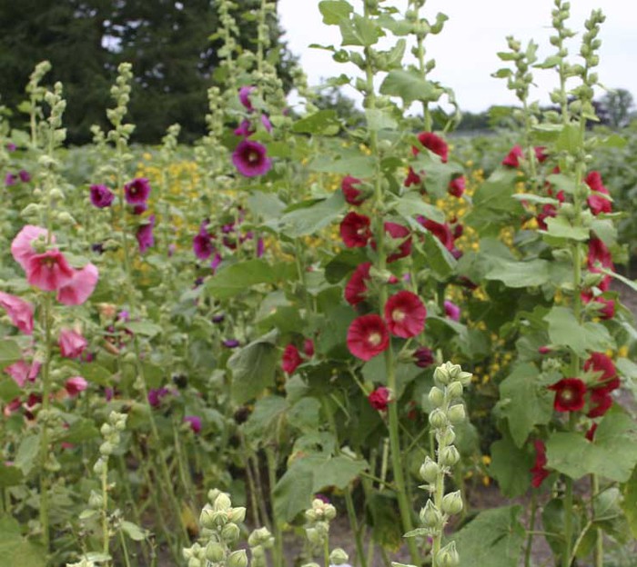 Alcea rosea; poza nu-mi apartine
