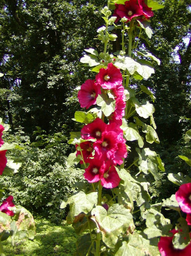 alcea rosea 2 - 001-Schimb seminte