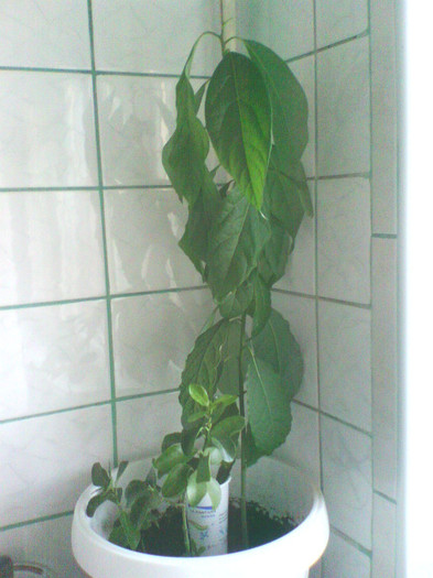 avocado 6 luni -70-80 cm - 003-Avocado