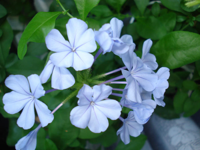 2012 - Plumbago bleu