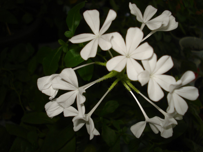 2012 - Plumbago alb