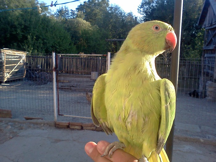 IMG870 - Papagal Micul Alexander Vandut