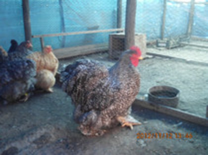 82928736_XGZPDLC3 - Cochin barat