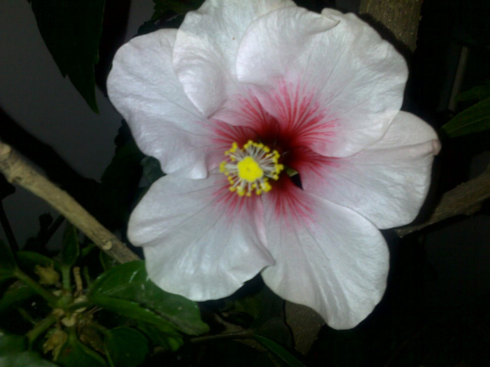 10112012669 - hibiscusi 2012