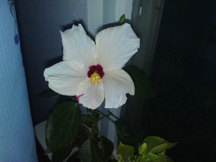 10112012 Cairo White