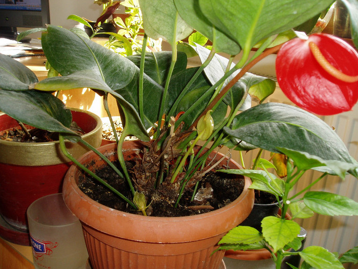 floare superba