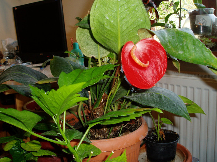 P1010962